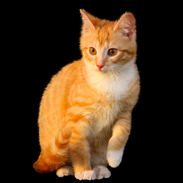 orange cat black background